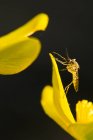 Marsh calêndula e mosquito em Beaver Valley, Ontário, Canadá — Fotografia de Stock
