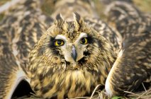 Short-eared owl lying on grass with spread wings, close-up. — Stock Photo