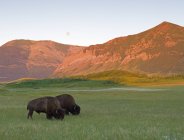 Buffalos grazing on green grass in Waterton Lakes National Park, Alberta, Canada — Stock Photo