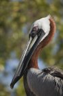 Коричневый пеликан с длинным клювом, крупным планом — стоковое фото