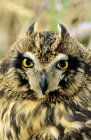 Portrait of short-eared owl with yellow eyes outdoors. — Stock Photo