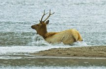 Juvenile elk entering lake water in Waterton Lakes National Park, Alberta, Canada. — Stock Photo