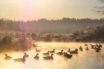 Canada geese swimming on water at sunset in Burnaby Lake Regional Park, British Columbia, Canada — Stock Photo