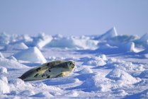 Juvenile harp seal on Magdalen Islands, Gulf of Saint Lawrence, Canada. — Stock Photo