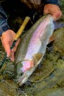 Close-up of rainbow trout fish in hands of male angler — Stock Photo