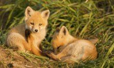 Червоні лисиці відпочивають у зеленій луговій траві . — стокове фото