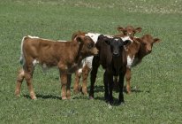 Tejas terneros de ganado Longhorn en pastos en Texas, EE.UU. . - foto de stock