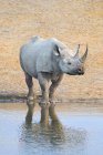 Rinoceronte negro en peligro de extinción en el pozo de agua en el Parque Nacional Etosha, Namibia - foto de stock