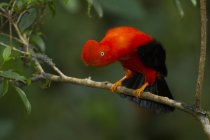 Andino galo-da-rocha empoleirado no ramo na floresta do Peru . — Fotografia de Stock