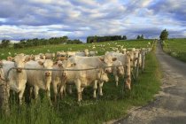 Mucche che si raggruppano al cancello in terreni agricoli di Charlevoix, Quebec, Canada — Foto stock