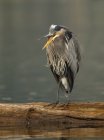 Great blue heron bird standing on wood and calling in wetland. — Stock Photo