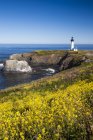 Yaquina Head lighthouse on flowery meadow in Oregon, USA — Stock Photo