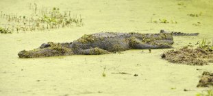 Аллигатор в заболоченной воде в парке штата Бразос-Бенд, Техас, Соединенные Штаты Америки — стоковое фото