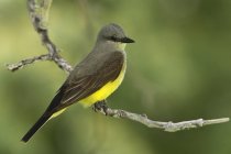 Західні kingbird на окуня на парк, Закри — стокове фото