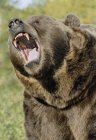 Portrait of brown grizzly bear growling outdoors. — Stock Photo