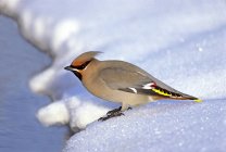 Bohemian waxwing foraging beside winter stream on snowy shore — Stock Photo