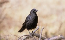 American crow on tree branch, Ontario, Canada. — Stock Photo