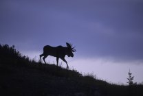 Silhouette of bull moose walking on hillside of Waterton Lakes National Park, Alberta, Canada — Stock Photo