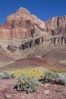 Flores sobre Tanner Trail by Colorado River, Grand Canyon, Arizona, Estados Unidos da América — Fotografia de Stock