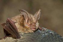 Townsend pipistrello dalle grandi orecchie, Lillooet, Canada — Foto stock