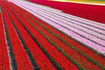 Feld aus roten und rosa Tulpen, Nordholland, Niederlande — Stockfoto