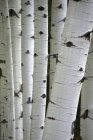 Close-up of tree trunks in aspen grove — Stock Photo