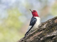 Red-headed woodpecker perched on tree in park — Stock Photo