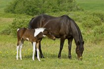 Horse with with foal grazing in pasture at ranch in Alberta, Canada — Stock Photo