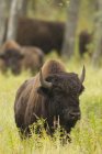 Дерев'яних випасу на траві в Національний парк острова лося, Альберта, Канада bisons — стокове фото