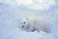 Cachorro de oso polar dentro de la guarida natal en la costa de Hudson Bay, Canadá . - foto de stock