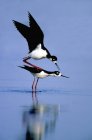 Mating black-necked stilts in water of lake — Stock Photo