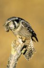 Falco gufo del nord con preda roditore su legno muschiato . — Foto stock