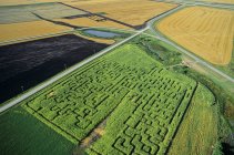 Aerial view of green corn maze of Manitoba, Canada. — Stock Photo