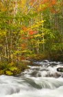 Stromschnellen und Blätter in Herbstfarben, Redstone Creek, Heilbutt, Ontario, Kanada — Stockfoto