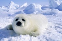 Jovem filhote de foca harpa deitado na neve ártica . — Fotografia de Stock