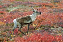 Barren-ground caribou cow on autumnal tundra meadow in Barren Lands, Arctic Canada — Stock Photo