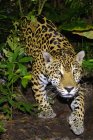 Jaguar im tropischen Regenwald, Belize, Mittelamerika — Stockfoto