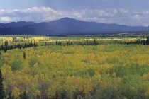 Floresta em folhagem outonal ao longo da rodovia em Yukon Territory, Canadá . — Fotografia de Stock
