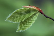 Молоде листя бука на гілці дерева, крупним планом — стокове фото