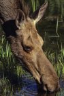 Закри жіночий лося пити в Algonquin Провінційний парк, Онтаріо, Канада — стокове фото