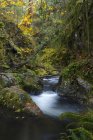 Bosque arroyo en Goldstream Provincial Park, Langford, Columbia Británica, Canadá . - foto de stock