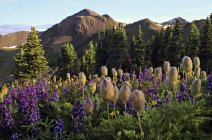 Lupini e piantine di anemone occidentale, bacino del Cinnabar, parco provinciale del Chilcotino meridionale, vicino al Ponte d'Oro, Columbia Britannica, Canada — Foto stock