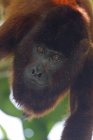 Macaco ruivo pendurado ao ar livre, close-up — Fotografia de Stock