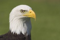 Retrato de águila calva ave de presa al aire libre . - foto de stock