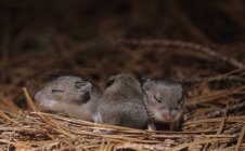 Новонароджені олень мишей в гнізді, крупним планом постріл — стокове фото