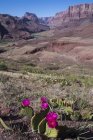 Opuntia basilaris cacti in fiore sul Tanner Trail, Colorado River, Grand Canyon, Arizona, USA — Foto stock