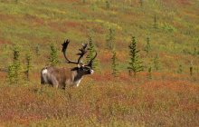 Caribou in autumnal meadow of Alaska, United States of America — Stock Photo
