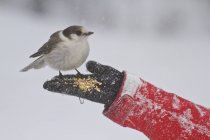 Gray jay feeding from palm of person hand in winter. — Stock Photo