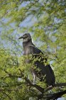 Black vulture bird perched in tree foliage. — Stock Photo