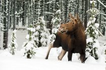 Alce de vaca em pé na floresta nevada do Parque Nacional Jasper, Alberta, Canadá — Fotografia de Stock